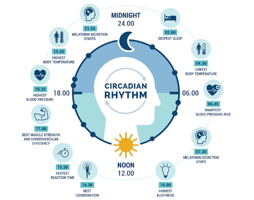 Circadian Rhythms